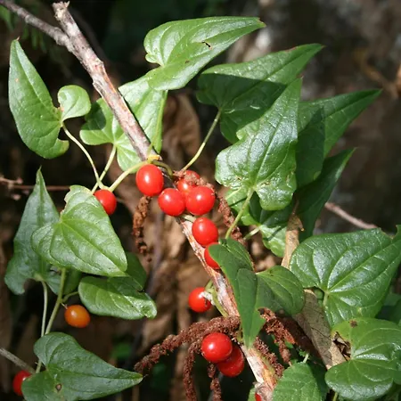 Rural Casona Trabadelo Vegadeo