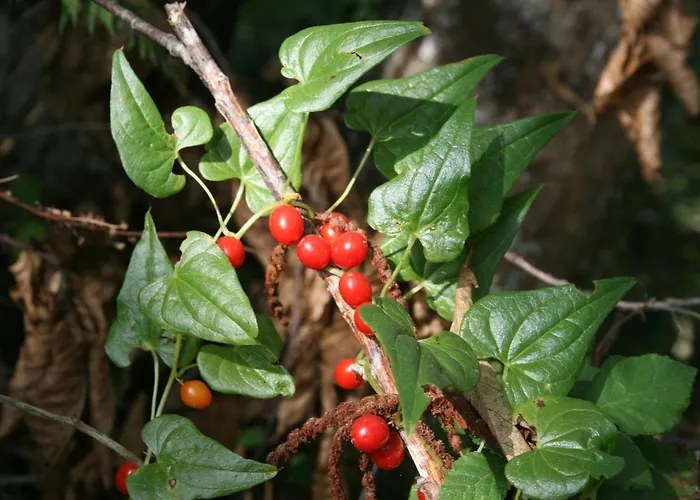 Rural Casona Trabadelo Vegadeo